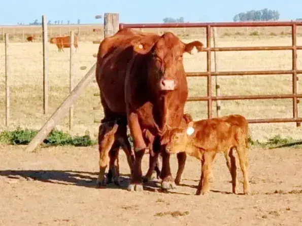 Una vaca tuvo trillizos en Córdoba: un caso que ocurre cada 100 mil partos