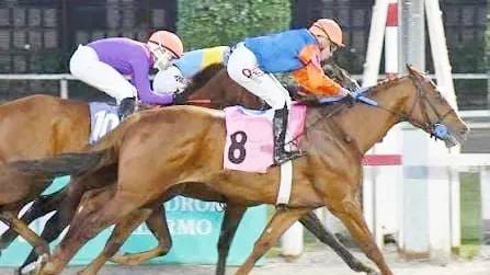 Una semana turf de vuelo muy bajo esperando el Gran Premio Jockey Club