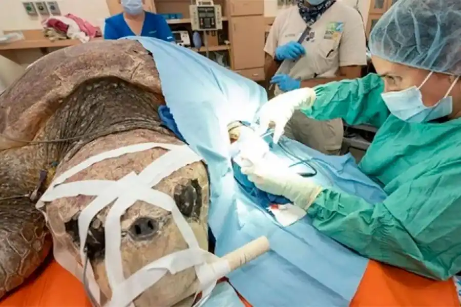 Maravilla: salvaron a una tortuga atacada por un tiburón y embarazada con 100 huevos