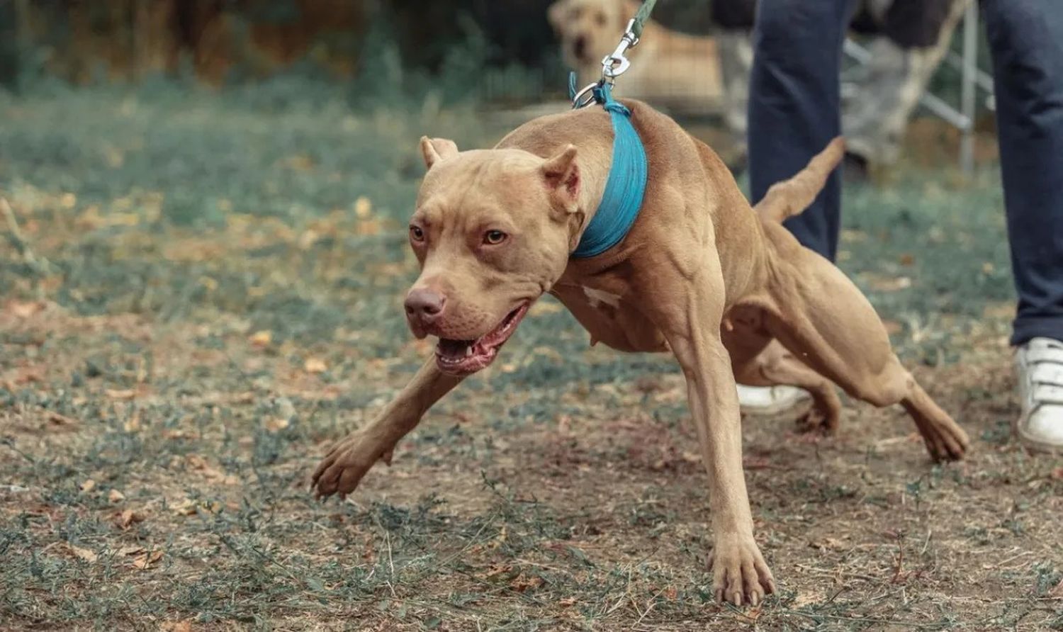 Villa Cañás: nuevo ataque de un perro pitbull