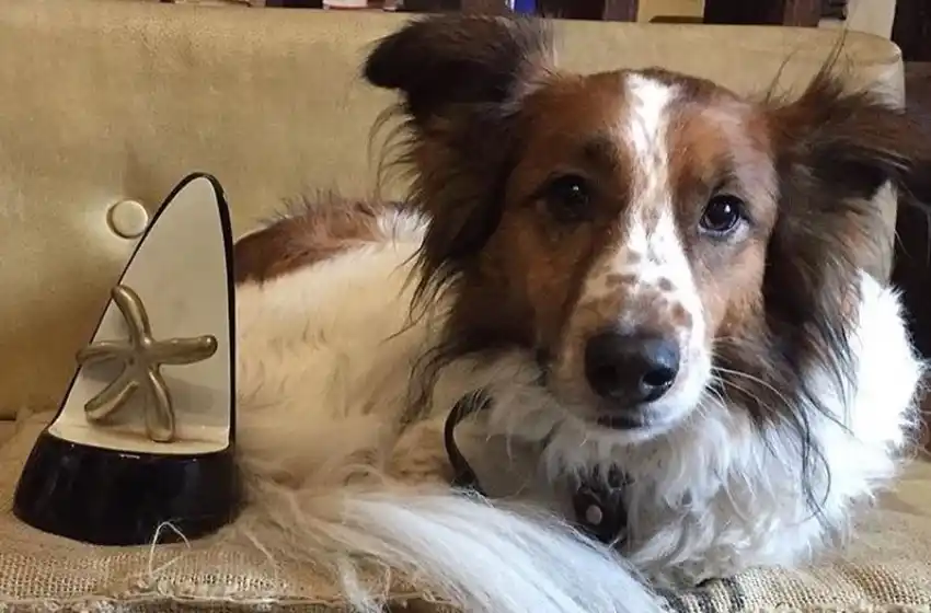 Llega "Fufu, una vida de perro" al Teatro Colón