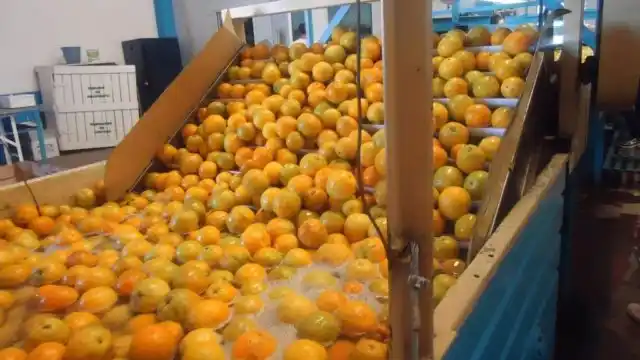 Se reavivan las expectativas de que Estados Unidos abra sus fronteras a las naranjas y mandarinas argentinas