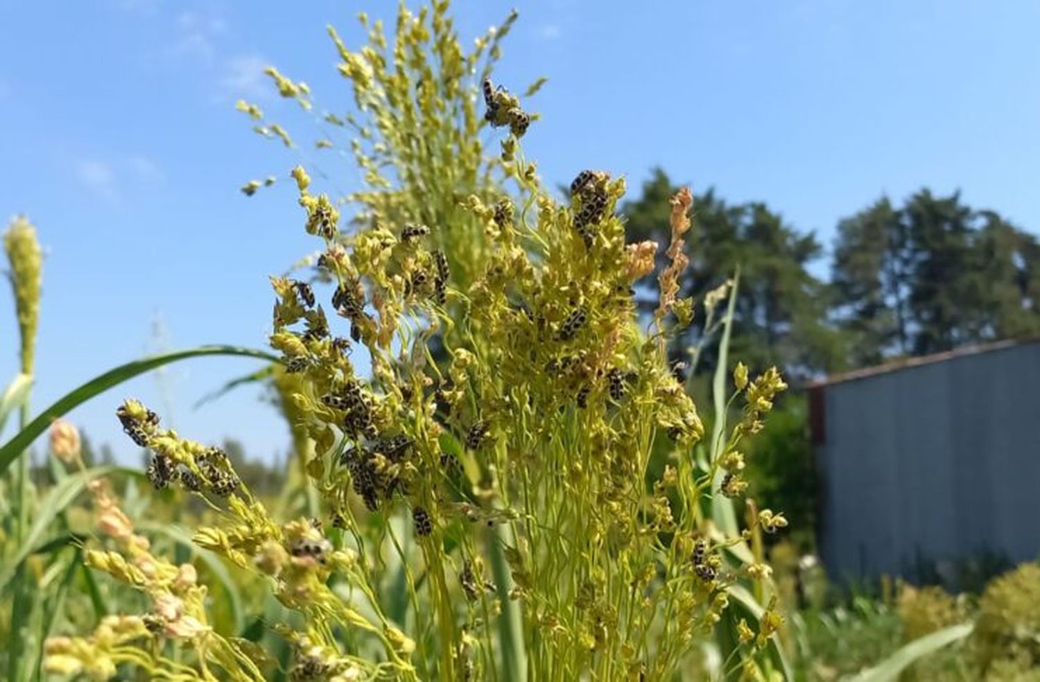 Bicho 7 de Oro: alerta por insecto que puede ser letal para bovinos, equinos y animales de granja