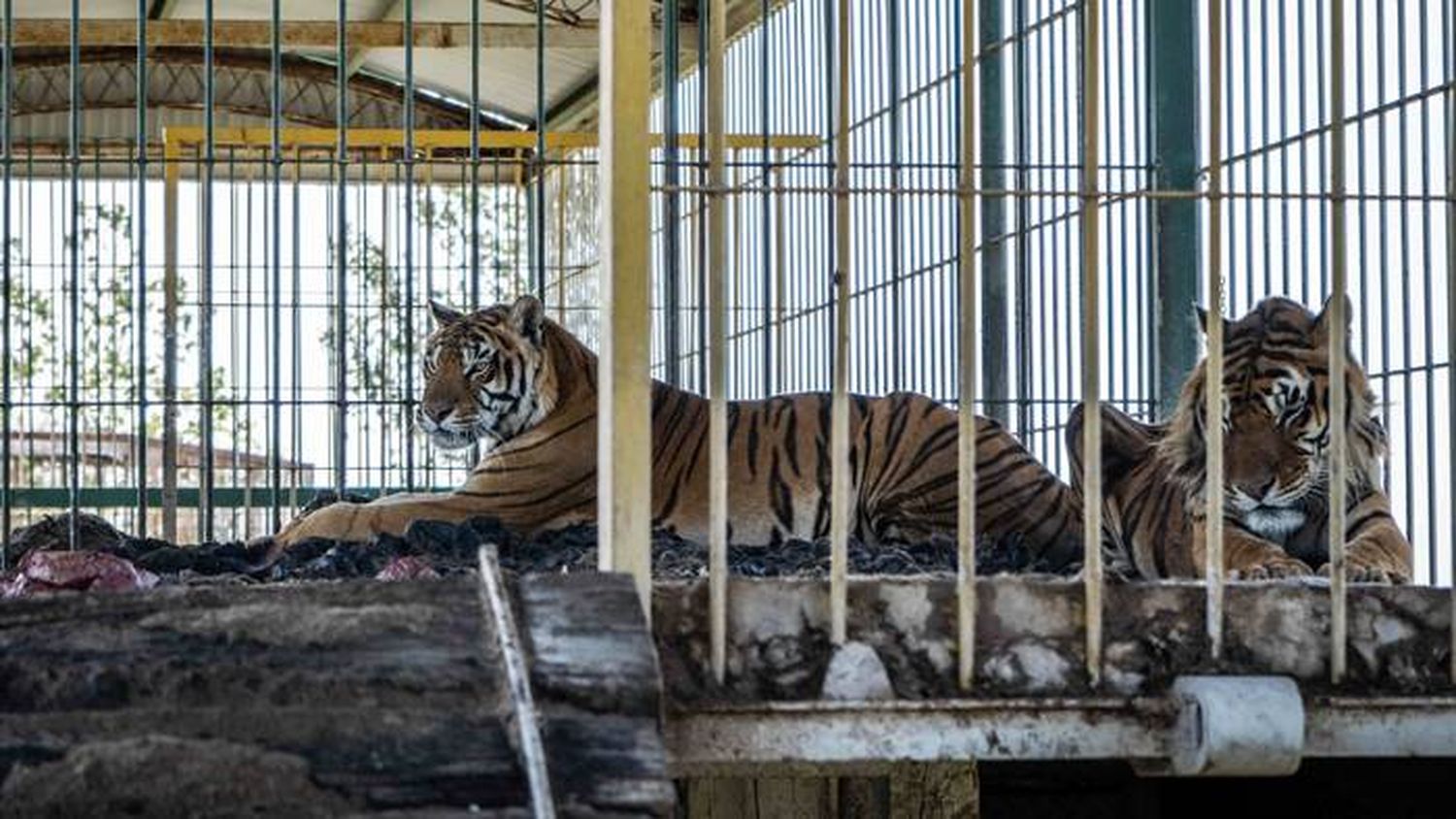 Trasladan a Sudáfrica a los cuatro tigres de bengala abandonados hace 15 años en San Luis