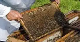 Cuidar la sanidad y nutrición de las colonias de abejas es fundamental
