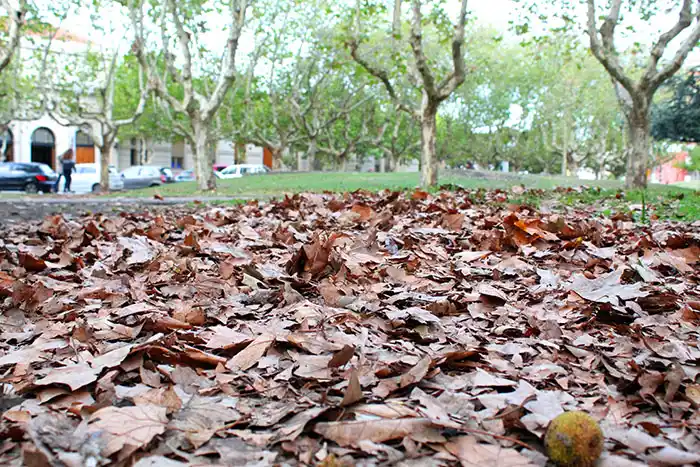 Se inicia el otoño, tras un verano muy irregular