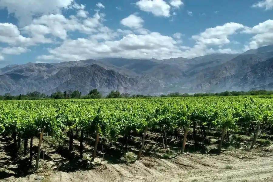 Cafayate es una de las zonas productoras de vino Malbec en la Argentina. Crédito: argentina.gob.ar