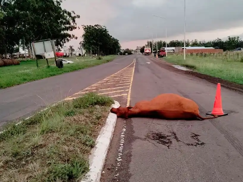Accidente en la Ruta Provincial 20: un camión embistió una vaca y un auto terminó impactando contra una columna