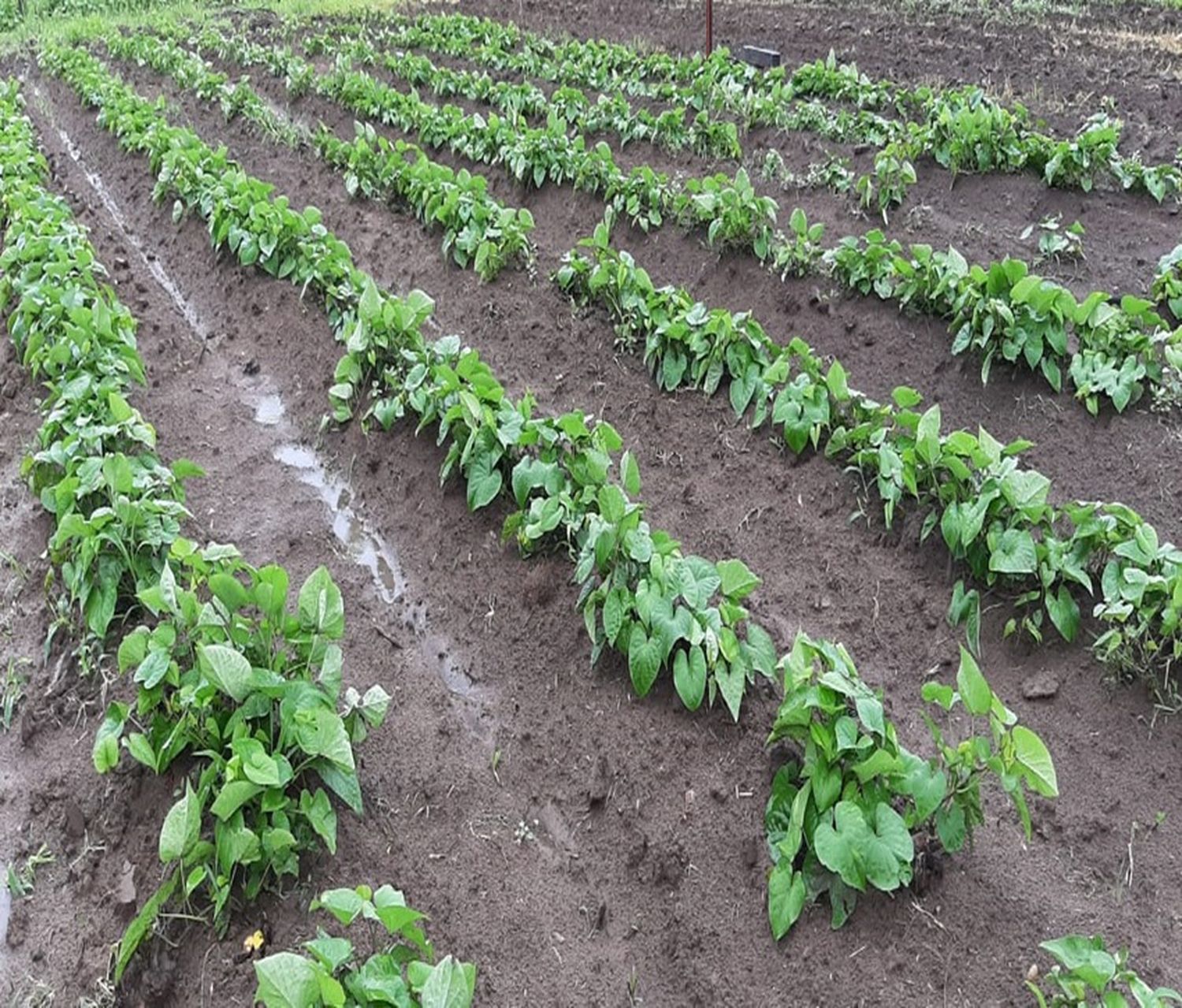 La batata, un cultivo cosmopolita y versátil