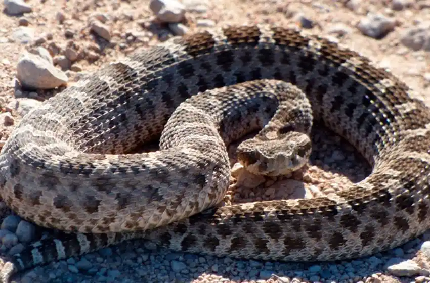 Capturan varios ejemplares de Yarará de la Cruz