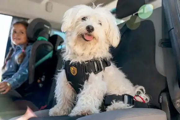 ¿Qué medidas de seguridad hay que tener en cuenta para realizar viajes en auto con tu mascota?