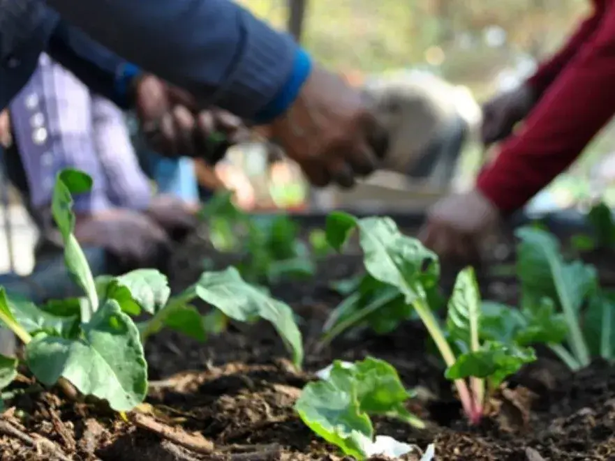 Capacitación en huertas y alimentación saludable para personas mayores
