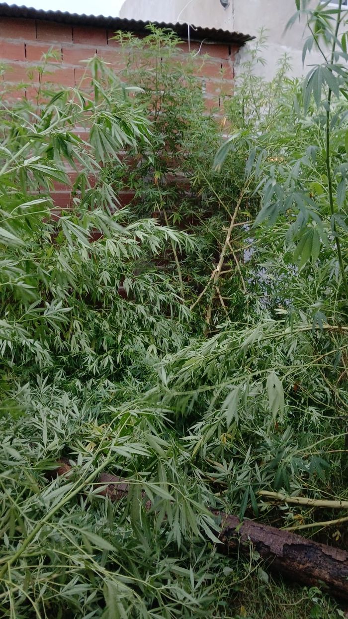 microtrafico Esperanza - 2