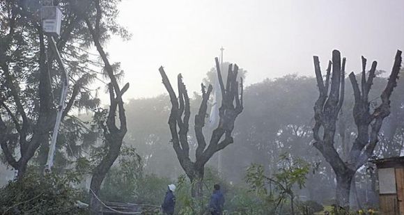 Poda de árboles: cómo solicitar el permiso y qué hacer con las ramas