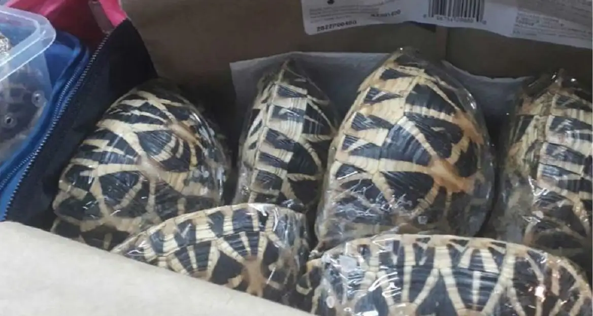Tailandia: rescatan a 95 tortugas