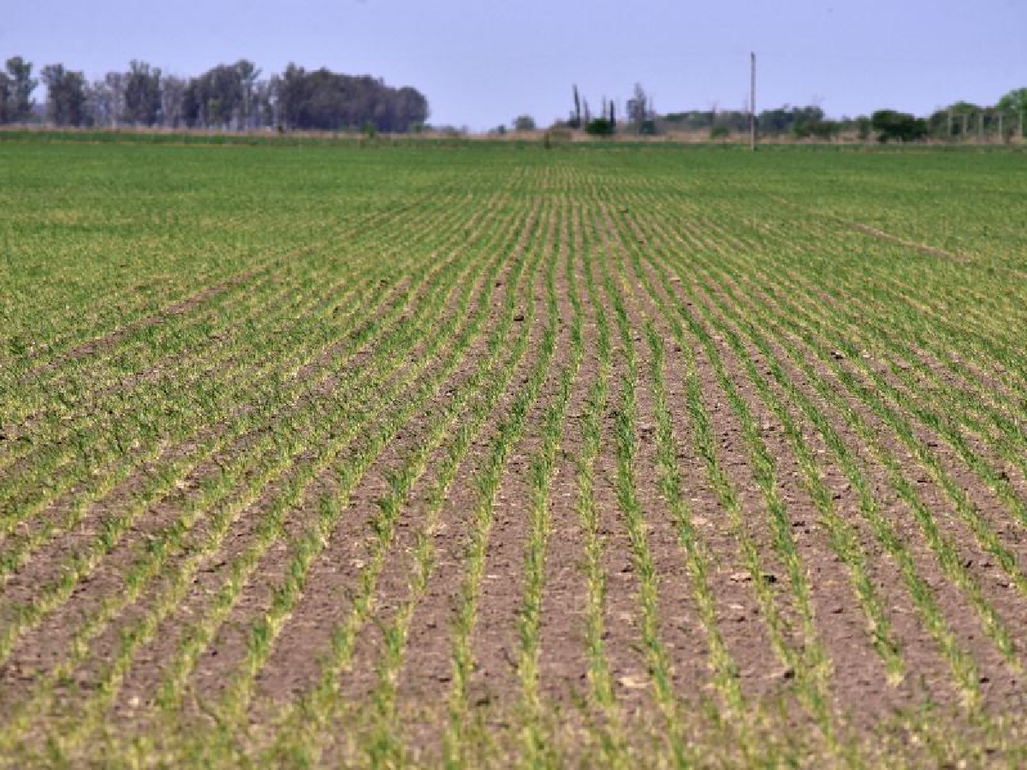 La sequía ya finalizó para la región pampeana, según la Bolsa de Rosario