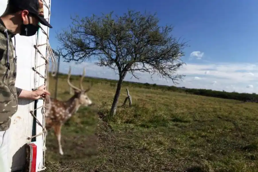 Las dos especies de animales que el Congreso quiere declarar plaga en Argentina y por qué