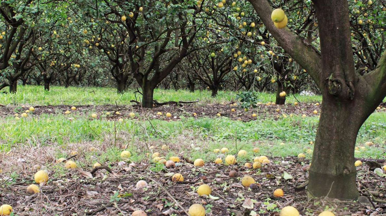 Sobran planes sociales, faltan trabajadores: Se pudrieron millones de kilos de cítricos