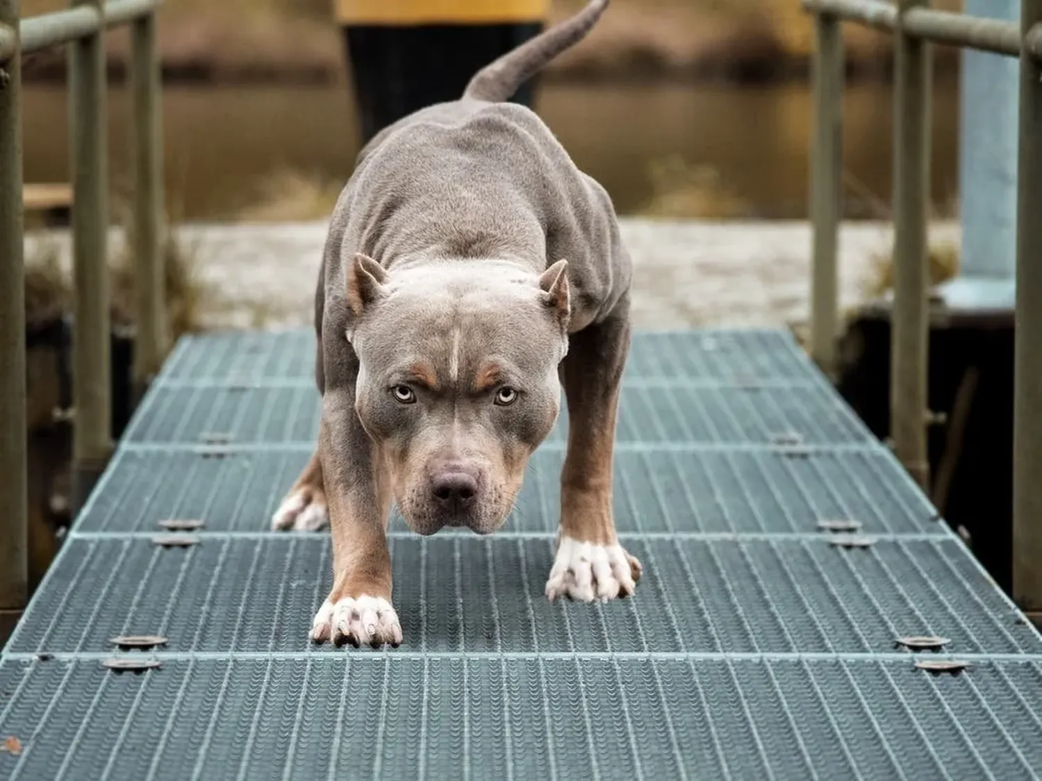 Breed of the dogs involved in the attack