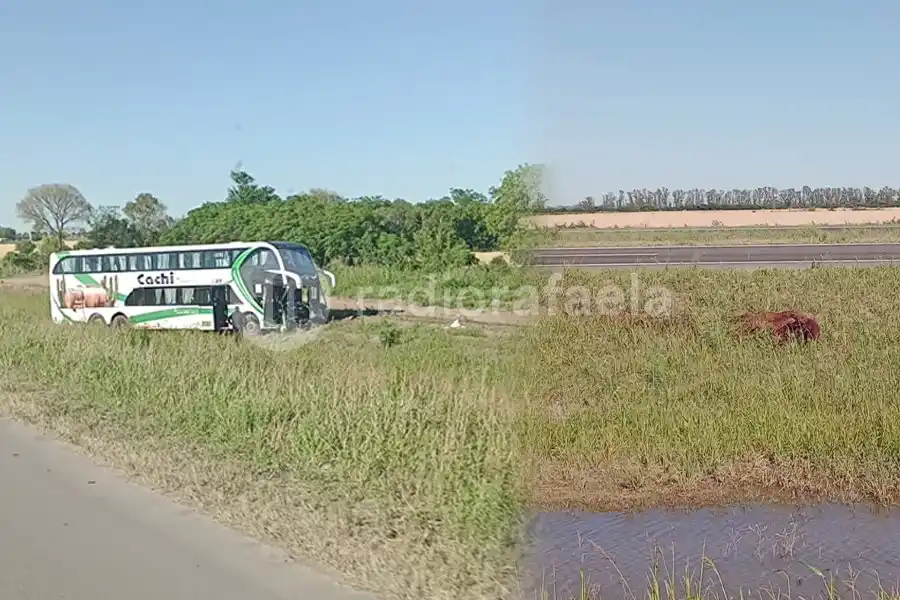 Un colectivo completo de turistas impactó de lleno contra dos caballos en Ruta 34