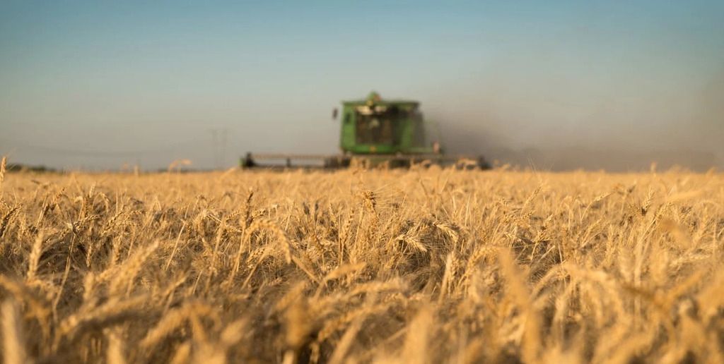 Comenzó la cosecha de trigo en el centro-norte santafesino: ¿cuál es el balance?