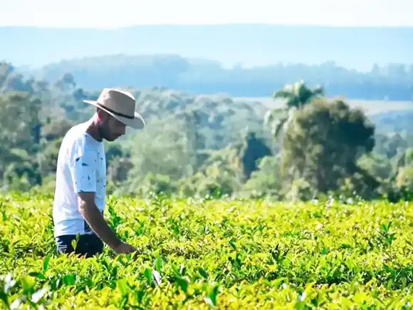 Los productores de yerba mate podrán realizar plantaciones sin límite