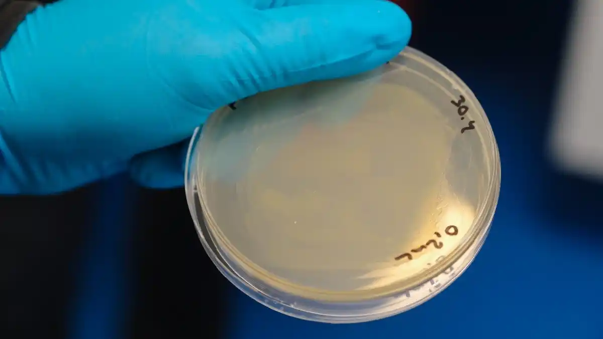 ¡Y EL FUTURO NOS ALCANZÓ! Crean proteína comestible a base de aire y electricidad