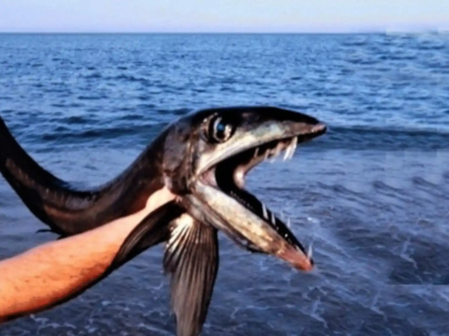 Extraños peces sin escamas y con colmillos están apareciendo en EE.UU. (+) 