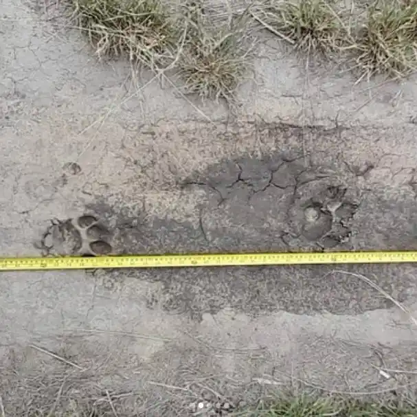 Nuevas huellas de yaguareté en el Parque Nacional Pilcomayo