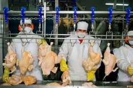 Preocupación en el sector avícola argentino por el aumento de importaciones desde Brasil