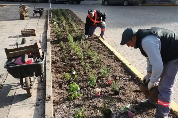 Intervenciones en canteros céntricos: reordenamiento vegetal y control sustentable de plagas