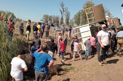 Volcó un camión con ganado en ruta 11: carnearon reses y hubo saqueo