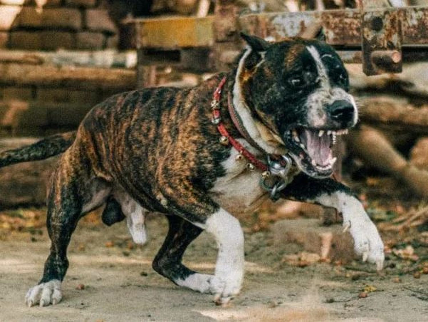 Una mujer fue atacada por uno de sus perros, perdió una mano y podrían amputarle ambos brazos