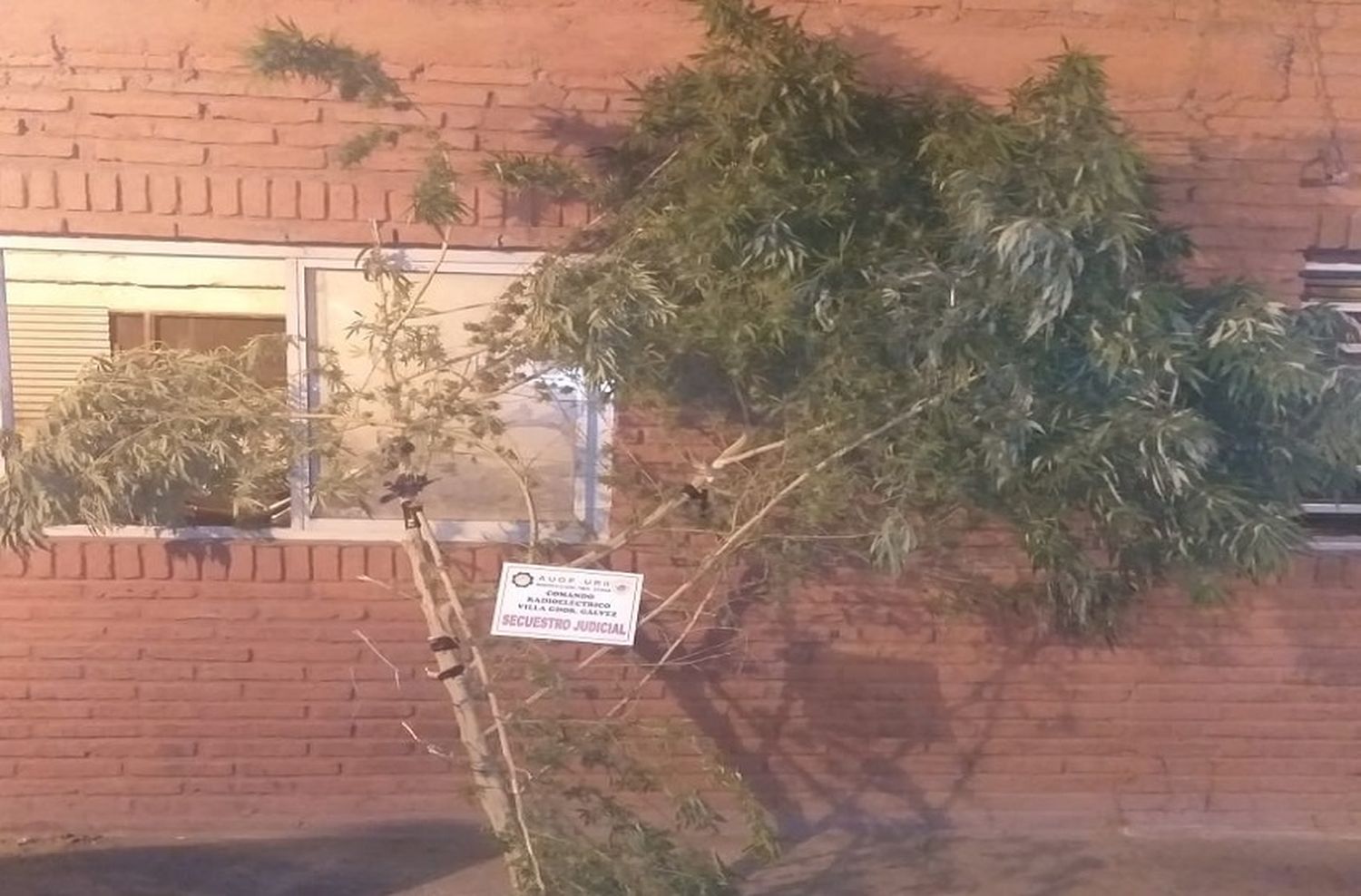 Detuvieron a una pareja que poseía una planta de marihuana de tres metros en su casa