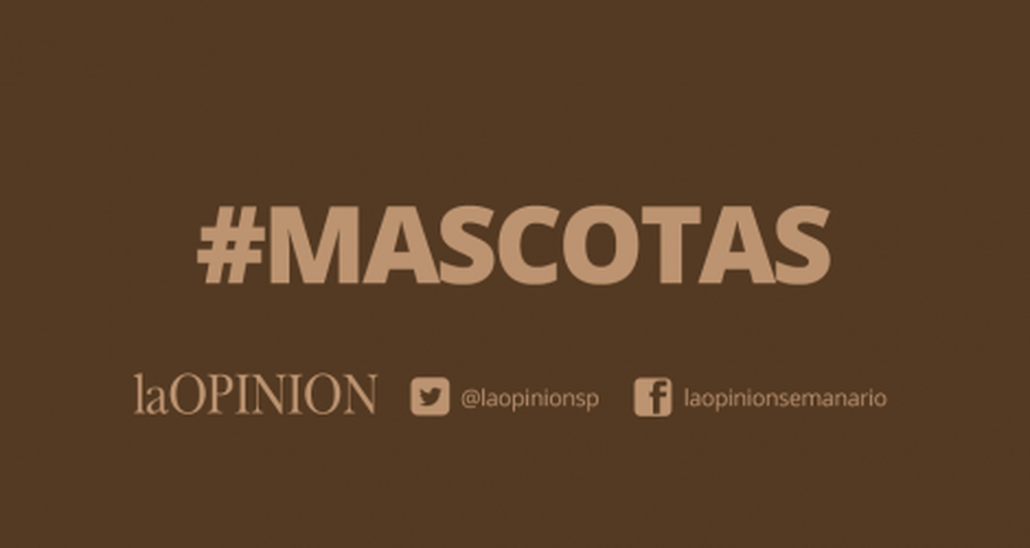 Mascota perdida