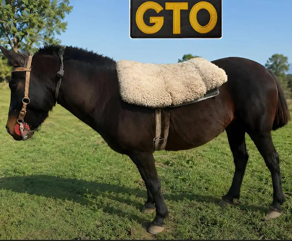 El equino fue incautado.