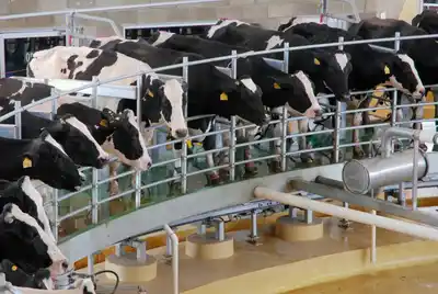 ¿Cúales fueron los costos de producción de leche en agosto?