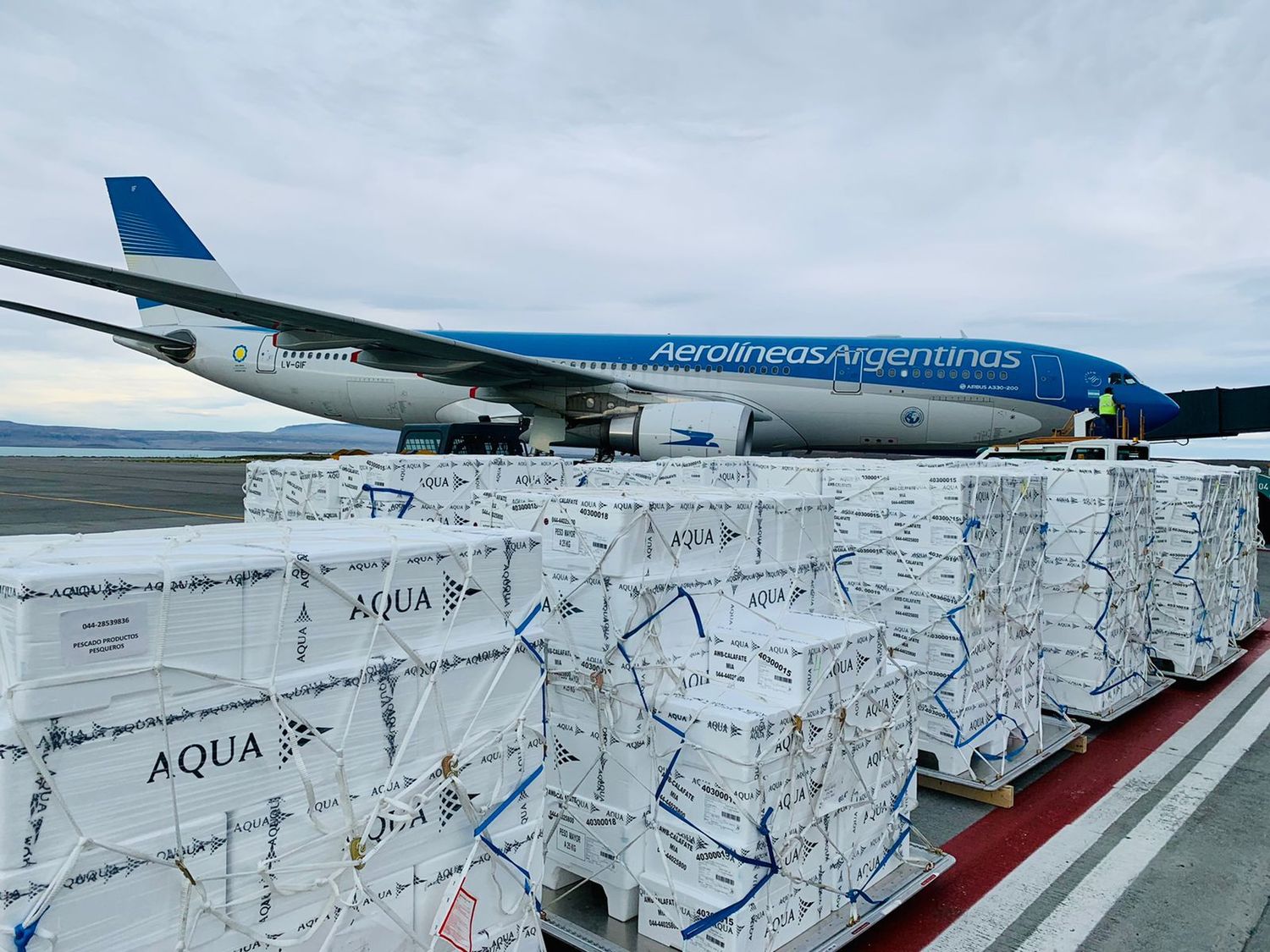 Aerolíneas Argentinas: inédito transporte de salmón chileno desde El Calafate hasta Estados Unidos