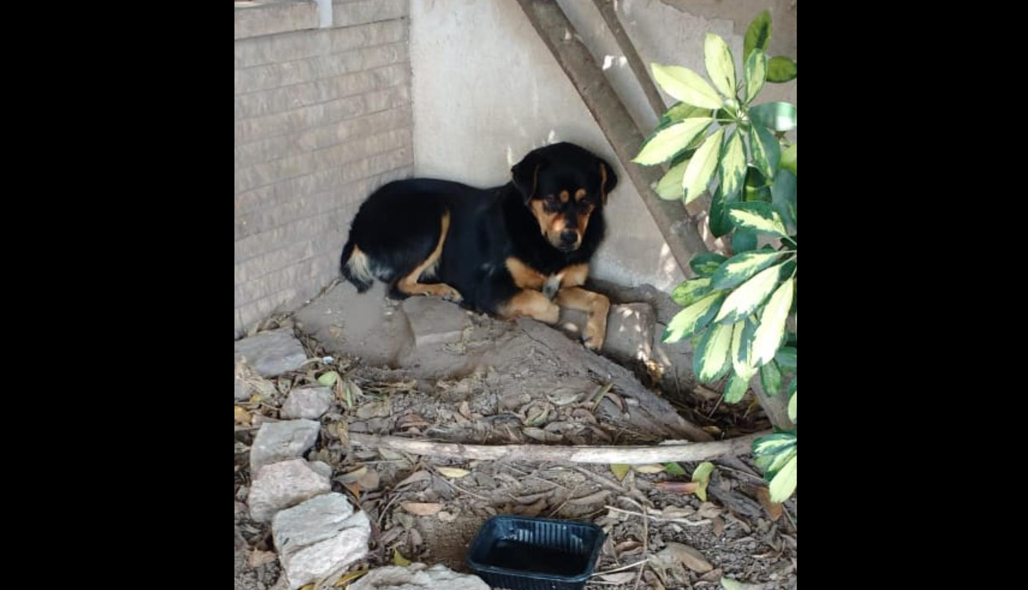 Buscan a la familia de este perrito