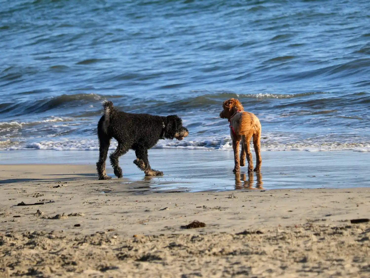 Perros calor playa
