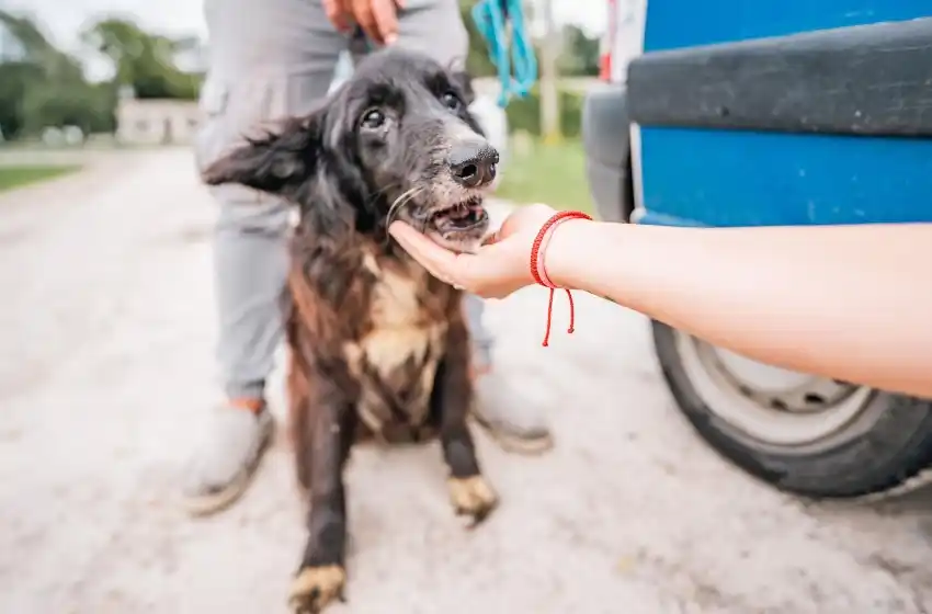 Rescataron doce animales víctimas de maltrato en el barrio Las Dalias