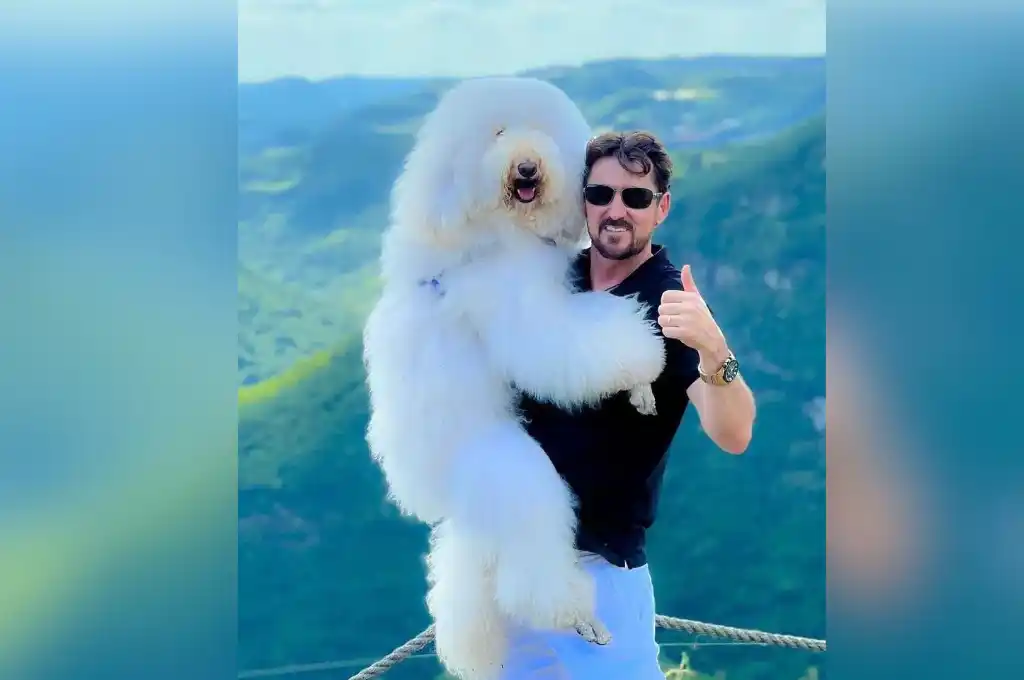 Bredy, el caniche gigante