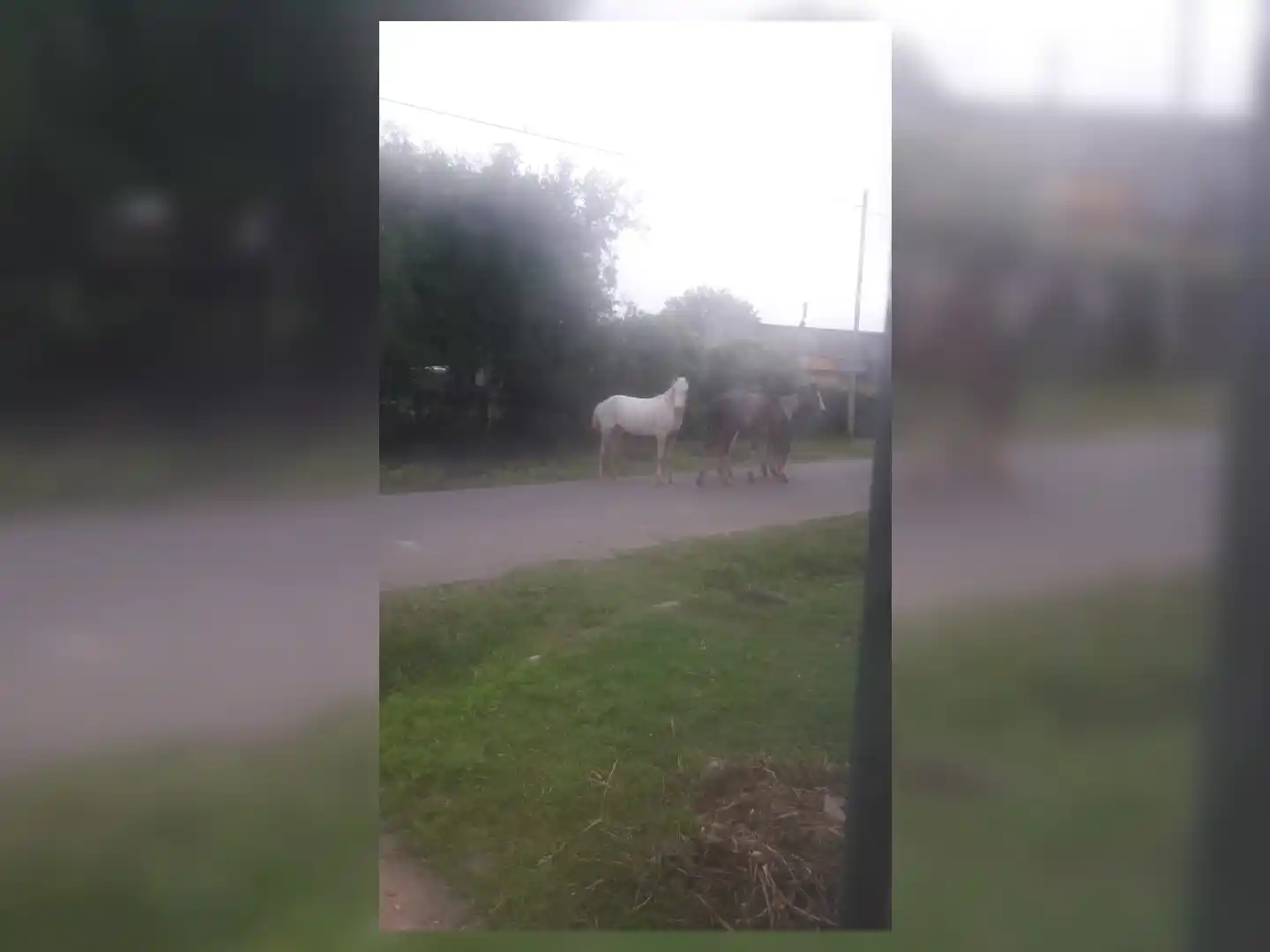Davila y Javier Rivero: Caballos sueltos