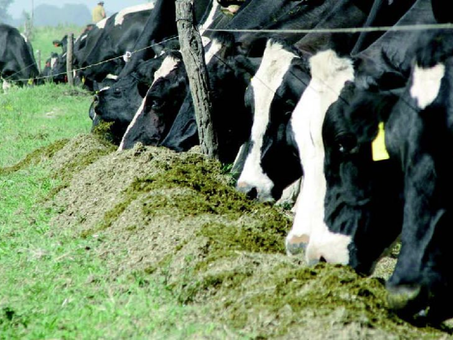 Soja para silo y pastoreo, una proteína de "bajo costo" en el tambo