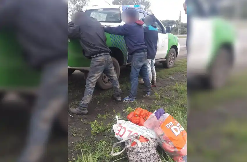 Los detuvieron por robar bolsas de morrones de una quinta