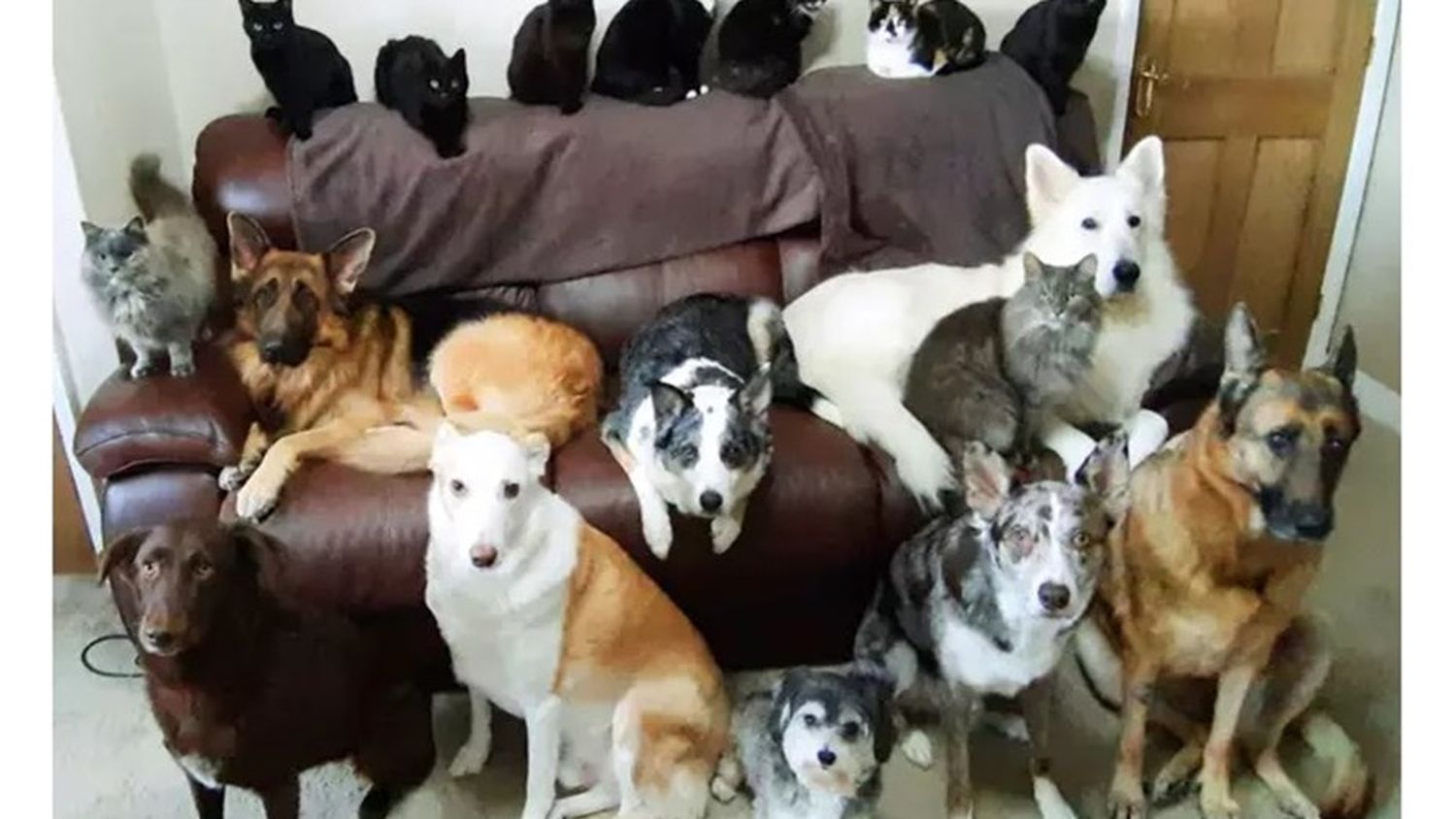 ¿Cómo lo hizo? Con sus 17 mascotas, logró la "foto familiar" perfecta"