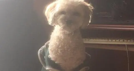 Stella perdió a su caniche Aby