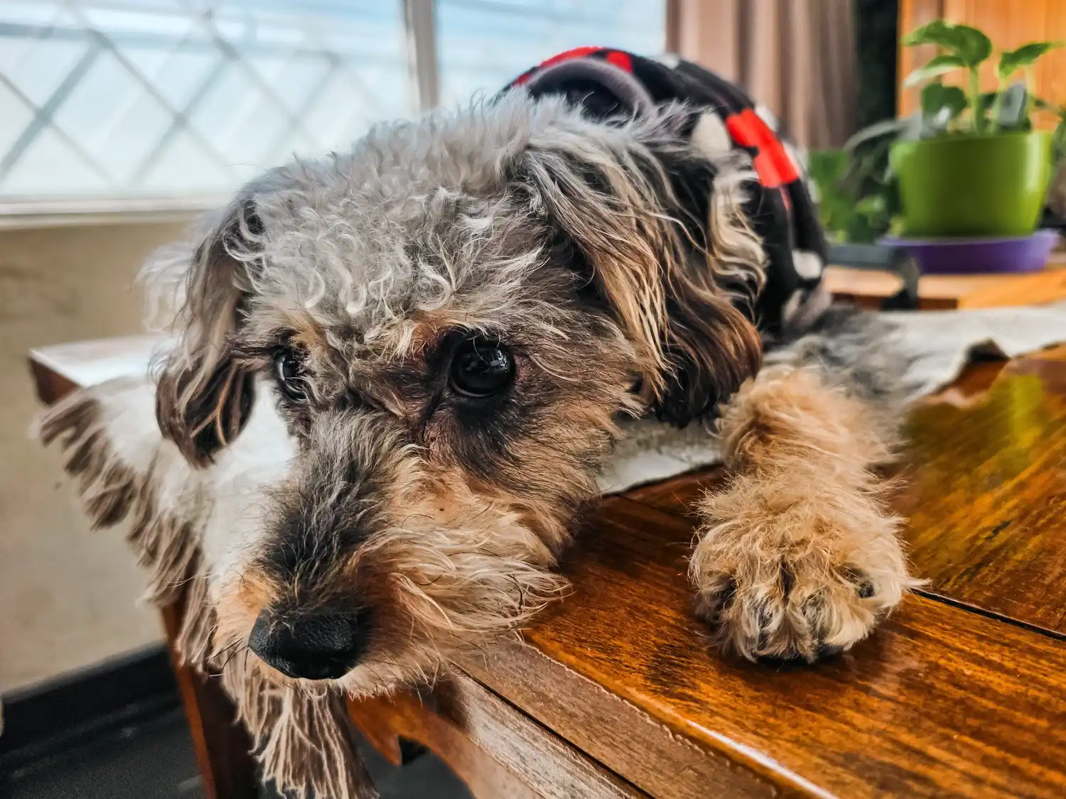 El programa continúa recorriendo los barrios con el objetivo de promover la salud pública y el control poblacional de animales.