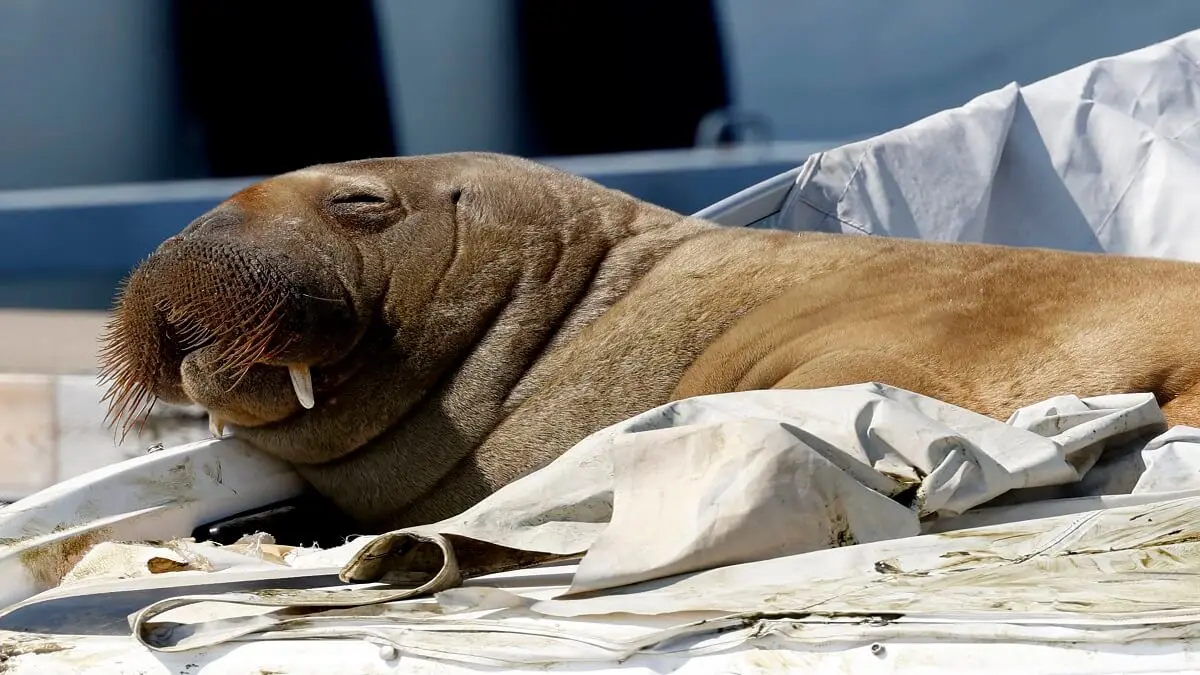 ¡600 KILOS DE TERNURA! Freya, la morsa que causa sensación en Noruega