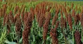 Cayó la producción de sorgo en Entre Ríos